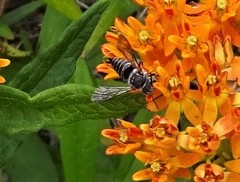 Megachilini