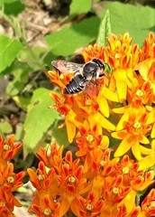 Megachilini