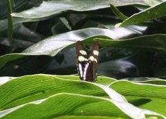Heliconius cydno cydnides