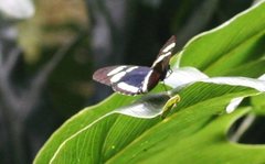 Heliconius cydno cydnides