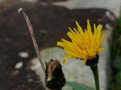 Scorzoneroides autumnalis