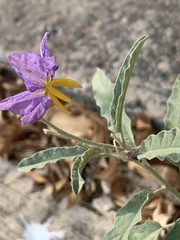 Solanum elaeagnifolium