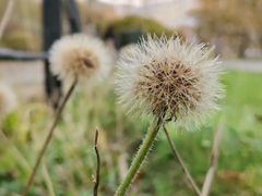 Scorzoneroides autumnalis