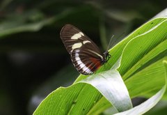 Heliconius cydno cydnides
