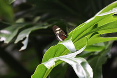 Heliconius cydno cydnides