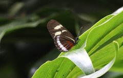 Heliconius cydno cydnides