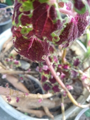 Coleus scutellarioides