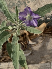 Solanum elaeagnifolium