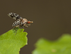 Trypetoptera punctulata
