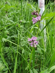 Vicia sepium