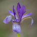 Siberian Iris - Photo (c) Stas &amp; Lana, some rights reserved (CC BY-NC), uploaded by Stas &amp; Lana