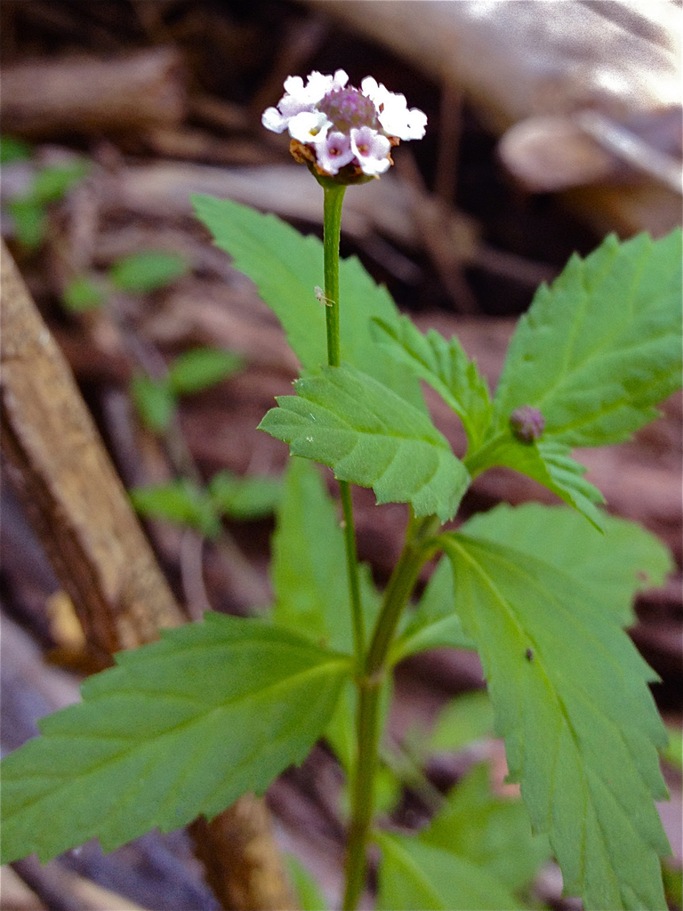 lanceleaf frogfruit (Giinuuver ) · iNaturalist