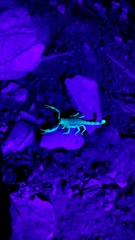 Hoffmannihadrurus aztecus