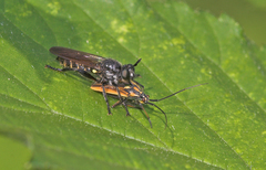 Choerades marginata