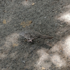 Columbina inca