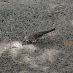 Columbina inca