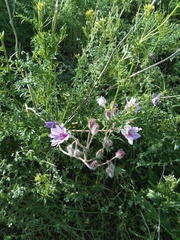 Geranium linearilobum