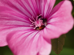 Malva trimestris image