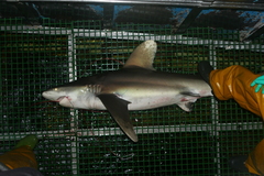 Carcharhinus longimanus