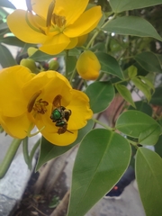 Halictidae