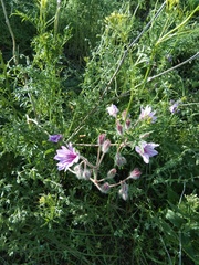 Geranium linearilobum