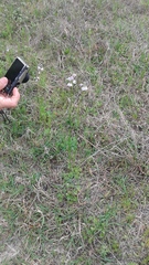 Nuttallanthus texanus