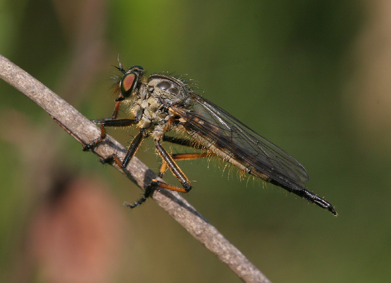 Common Awl Robber Fly, photo 1 of 10