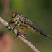 Common Awl Robber Fly - Photo (c) Paul Cools, some rights reserved (CC BY-NC), uploaded by Paul Cools