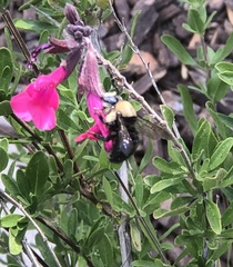 Xylocopa tabaniformis