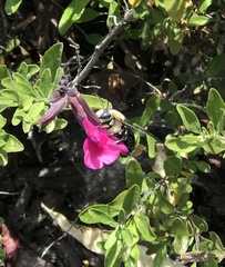 Xylocopa tabaniformis