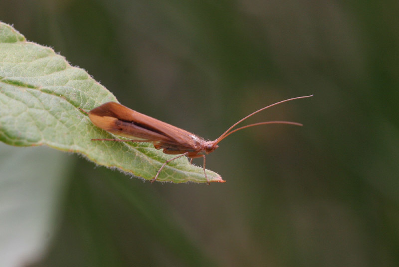 Limnephilus vittatus