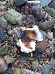 Crassostrea columbiensis