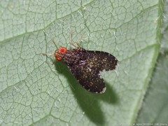 Trypetisoma sticticum