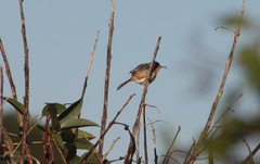 Cisticola exilis exilis