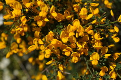 Calicotome spinosa