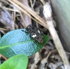 Aegomorphus quadrigibbus