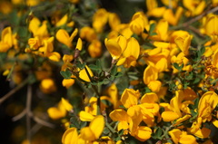 Calicotome spinosa