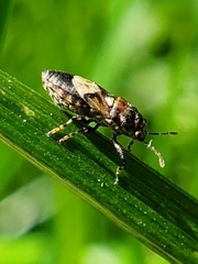 Phlegyas abbreviatus