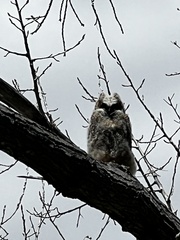Bubo virginianus
