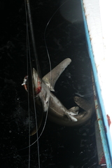 Carcharhinus longimanus