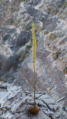 Agave utahensis kaibabensis
