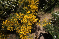 Calicotome spinosa