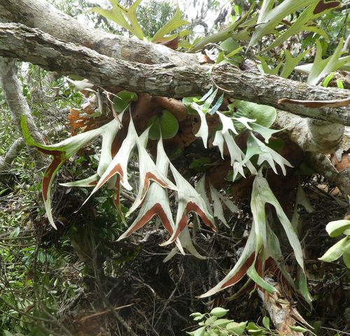 triangle staghorn fern