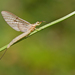 Four-lined Giant Mayfly - Photo (c) Paul Cools, some rights reserved (CC BY-NC), uploaded by Paul Cools