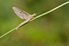 Four-lined Giant Mayfly - Photo (c) Paul Cools, some rights reserved (CC BY-NC), uploaded by Paul Cools