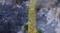 Agave utahensis kaibabensis