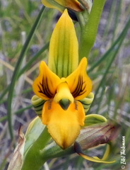 Chloraea bidentata