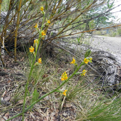 Chloraea bidentata