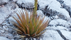 Agave utahensis kaibabensis