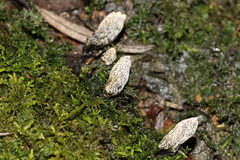 Xylaria castorea